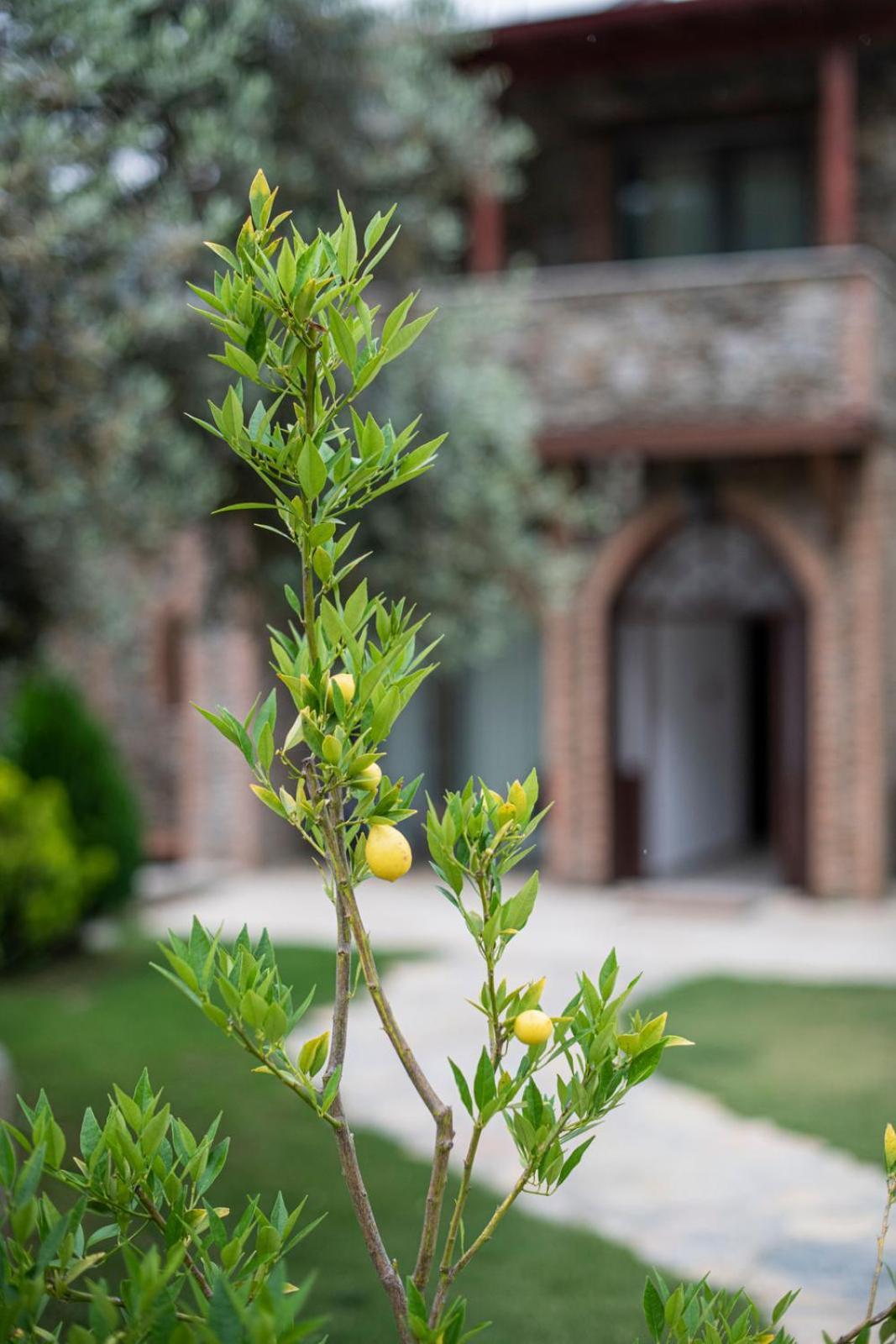 מלון איזמיר Ephesus Retreat מראה חיצוני תמונה